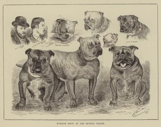 Bulldog Show at the Crystal Palace
